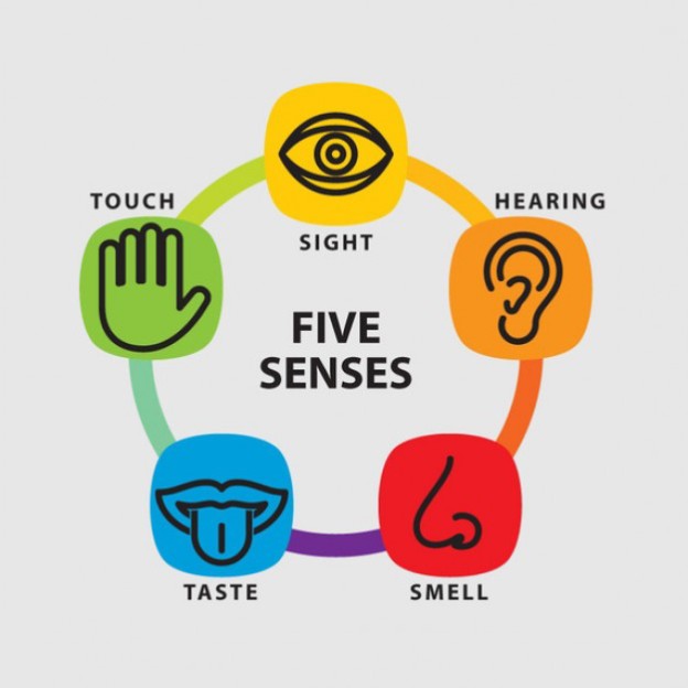 the-5-senses-science-hub-4-kids