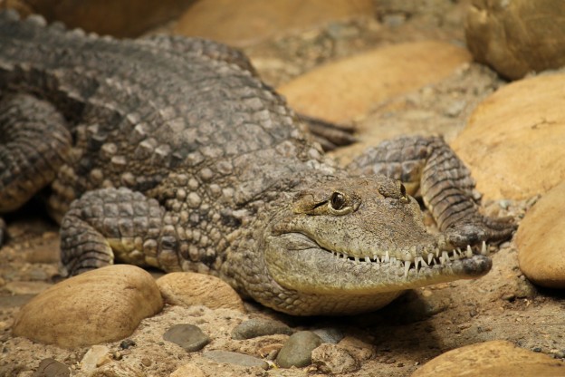 crocodile-reptiles-and-amphibians-what-do-crocodiles-eat-science-hub