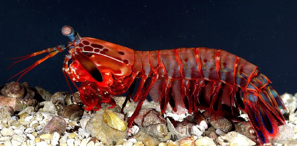 what-is-a-crustaceans-under-sea-animal-science-hub-4-kids