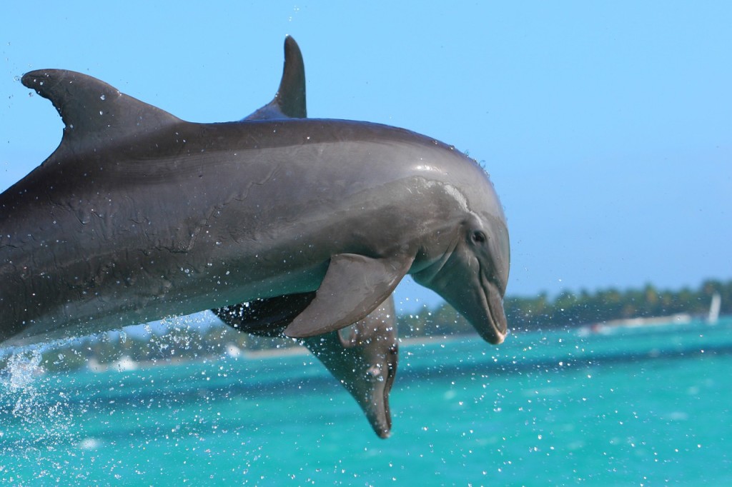 dolphin water closet