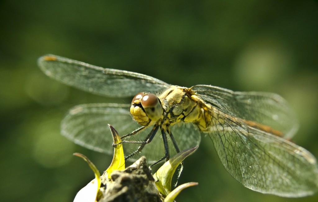 flying-insects-insects-are-invertebrates-science-hub-4-kids