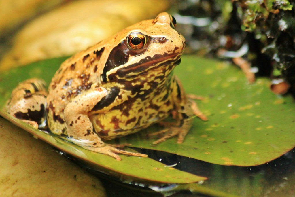 What Do Frogs Eat, Frogs And Toads, Reptiles And Amphibians | Science