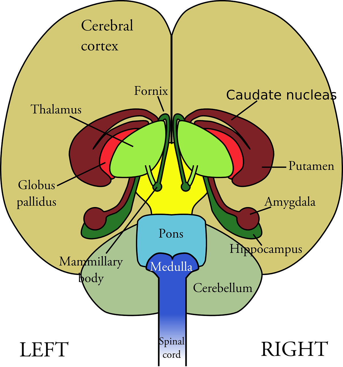 The Nerves And The Nervous System Science Hub 4 Kids