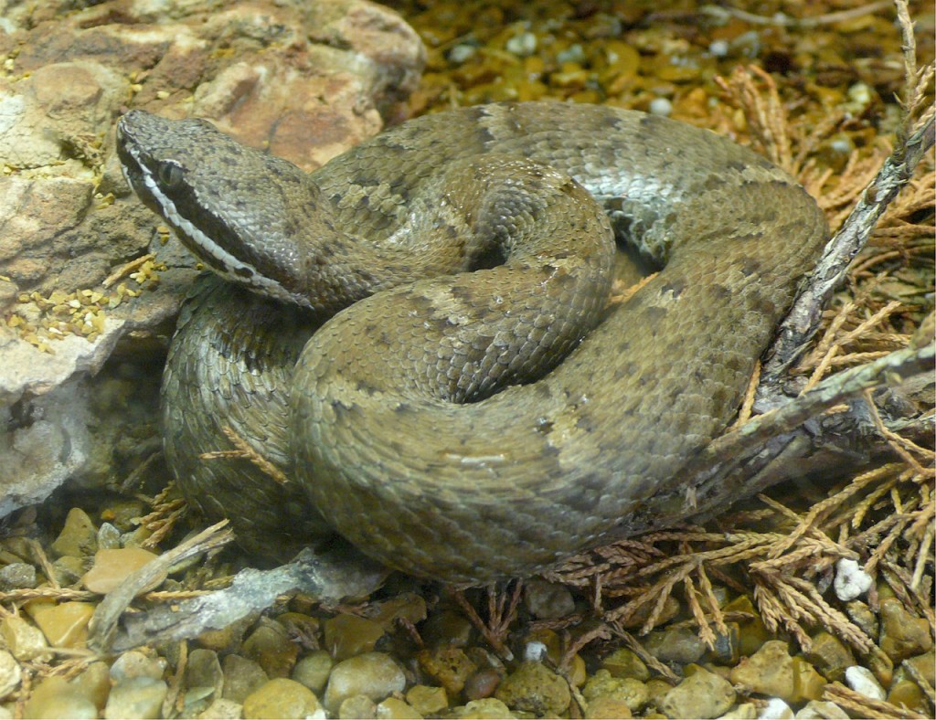 Rattlesnake Sound,reptiles And Amphibians Science Hub 4 Kids