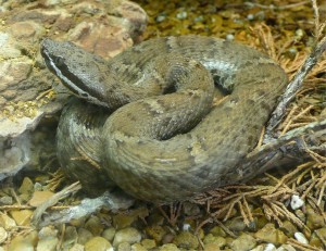 rattlesnake amphibians