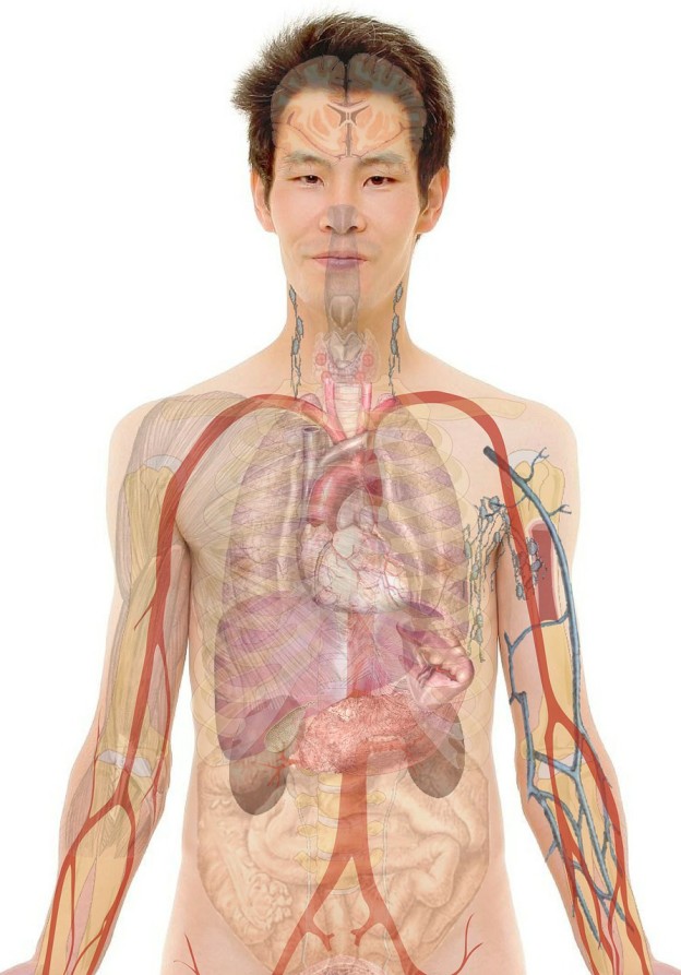 Human Body And Its Functions | Science Hub 4 Kids