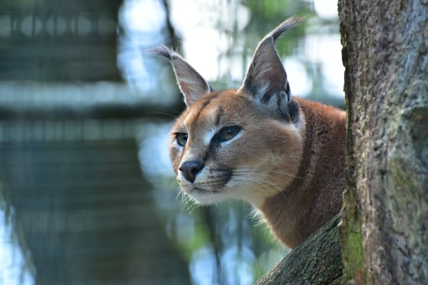 Caracal,cat Family, Caracal Kittens | Science Hub 4 Kids