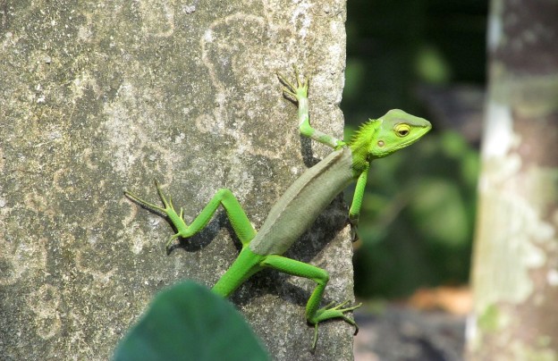 Chameleon,reptiles And Amphibians, Chameleon Changing Color | Science ...